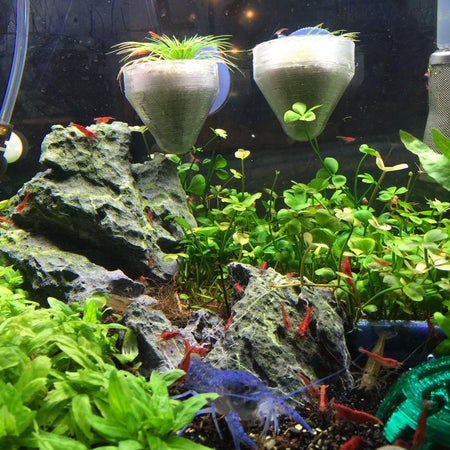 Live Plants & Moss