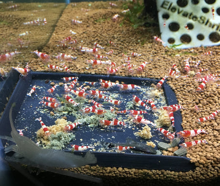 Shrimp Food & Feeders