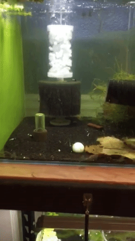 Sponge Filter Bio-Film Reactor Attachment